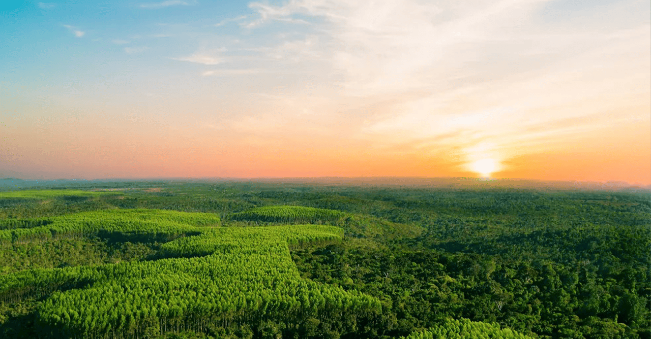 Trends in Brazilian Forest Sector Exports – Sawn Softwood Timber