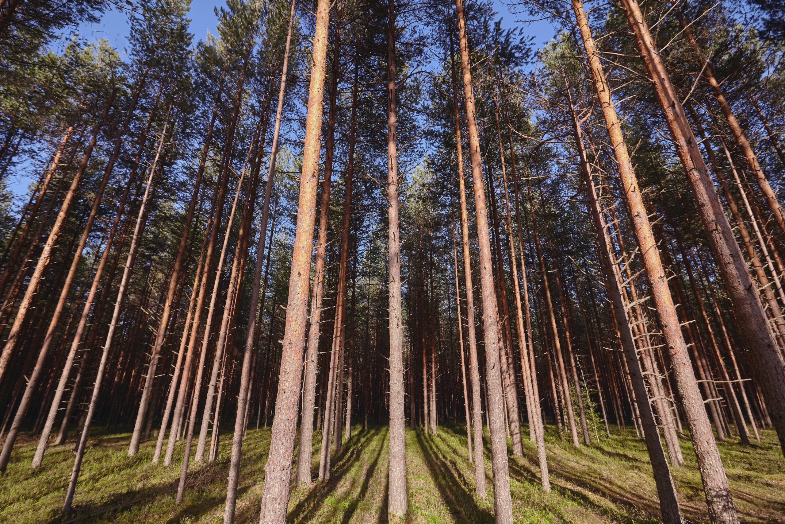 Eucalyptus and Soil: Unlocking Sustainable Potential with Reforested Sawn Timber from Brazil