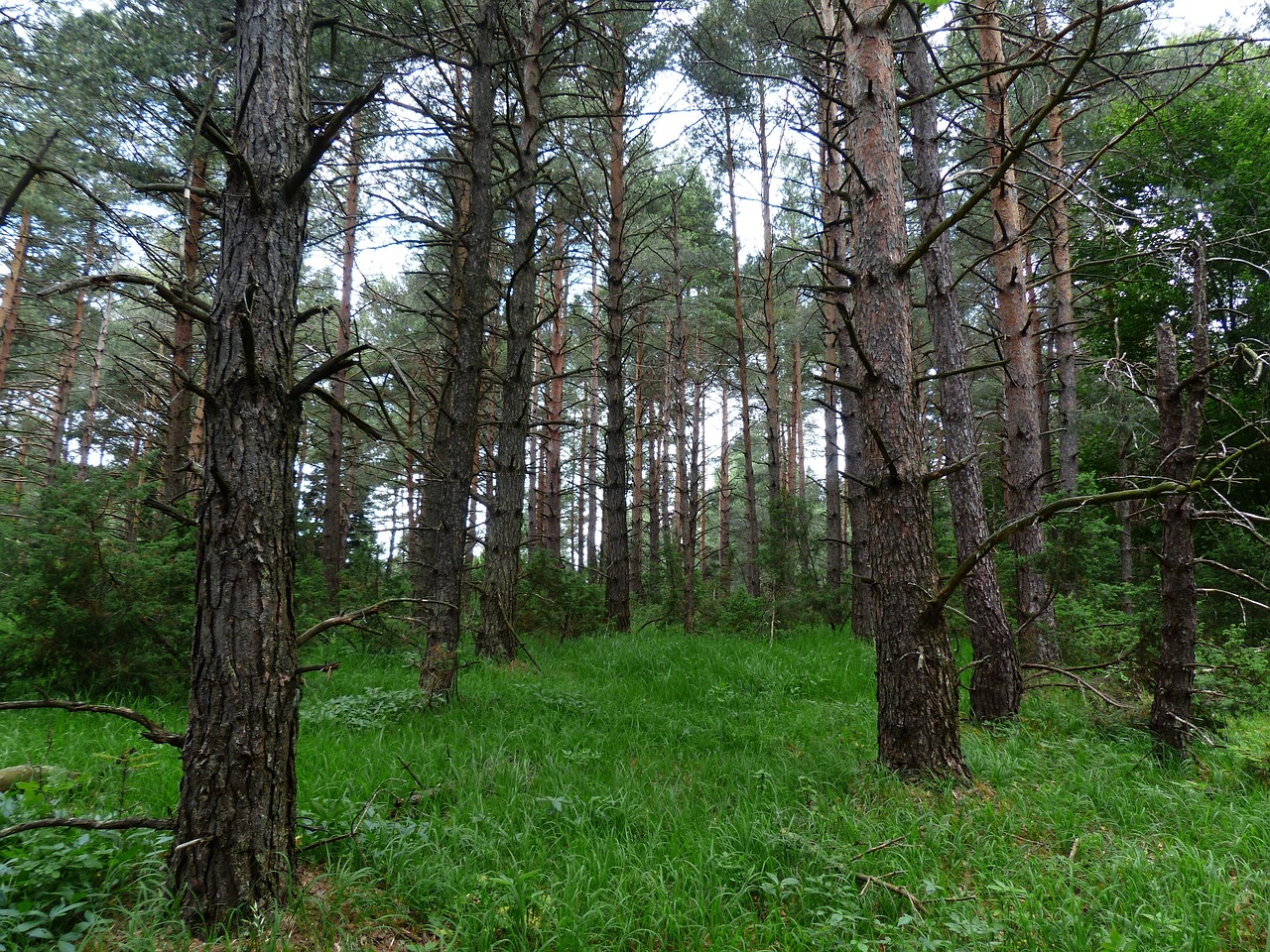 Types of Wood: A Focus on Reforestation Species