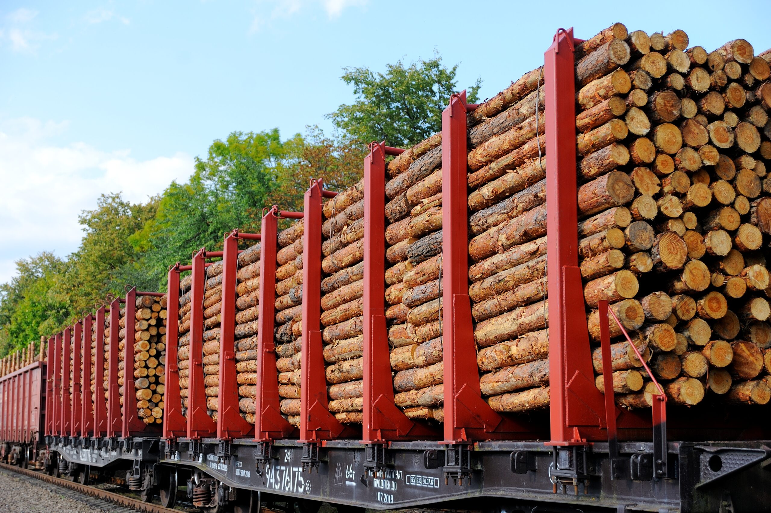 The Pallet Cycle: How Reforested Sawn Timber Powers a Sustainable Supply Chain