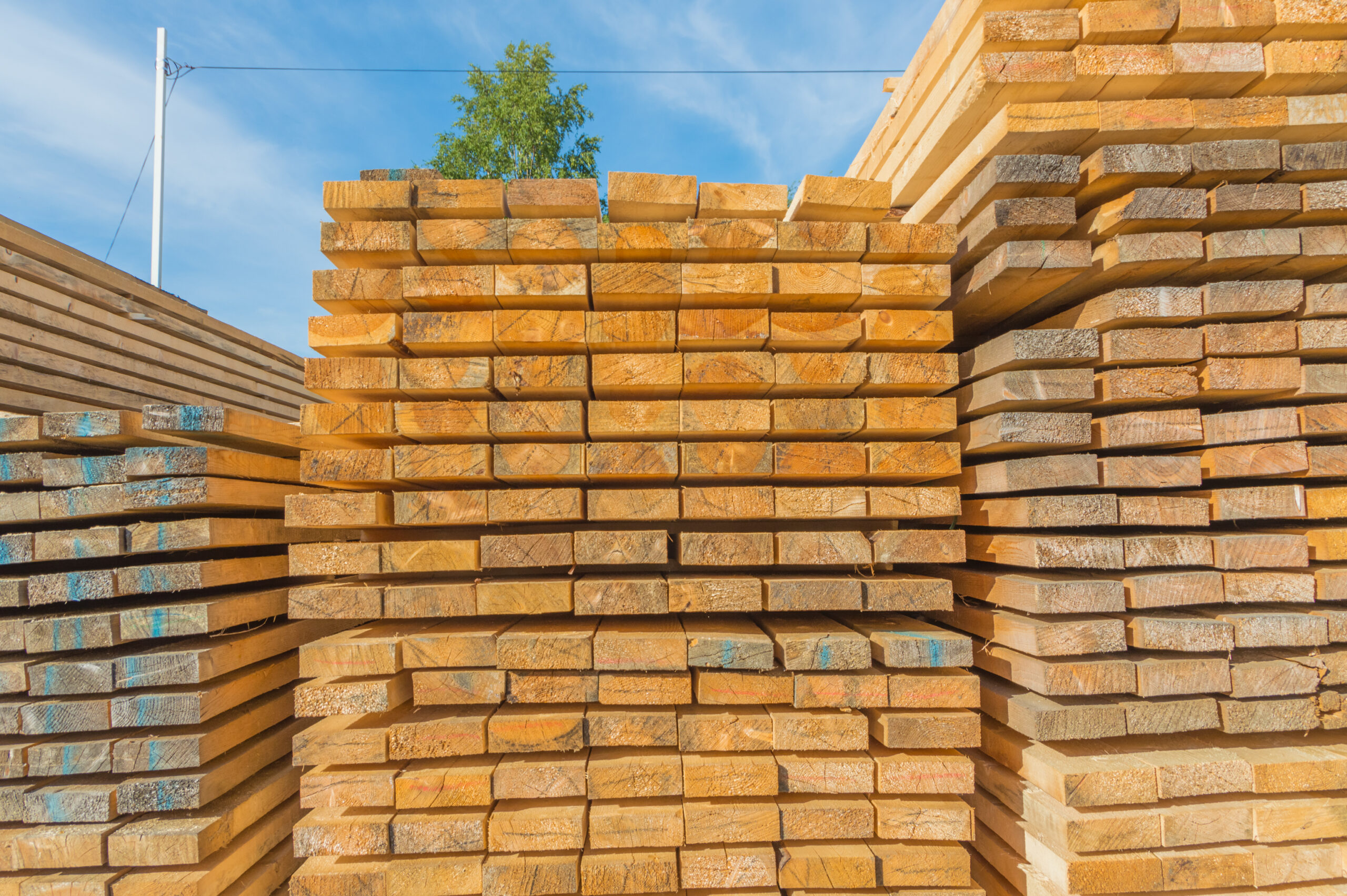 SCF Global Trade: Your Ideal Partner for Quality Timber